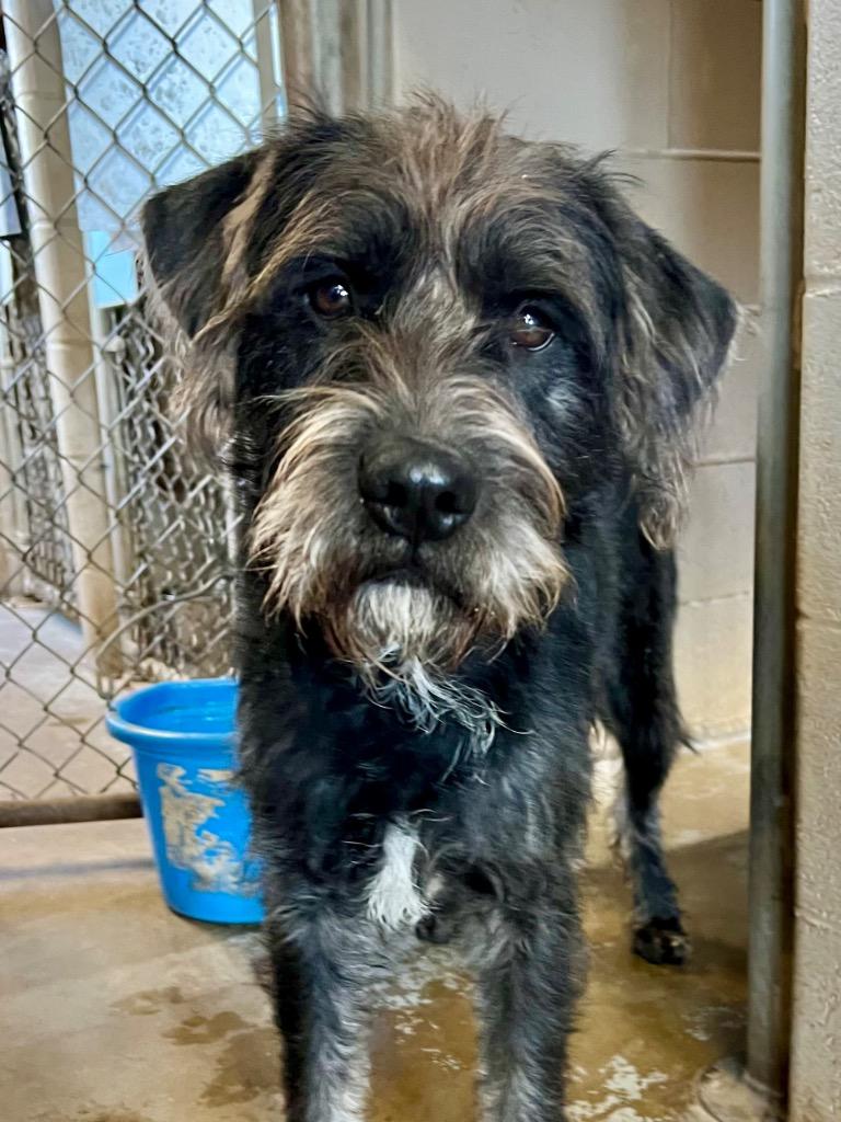 Enlarge Jester, a Adoptable mixed breed in Saint James, MN image 3/3