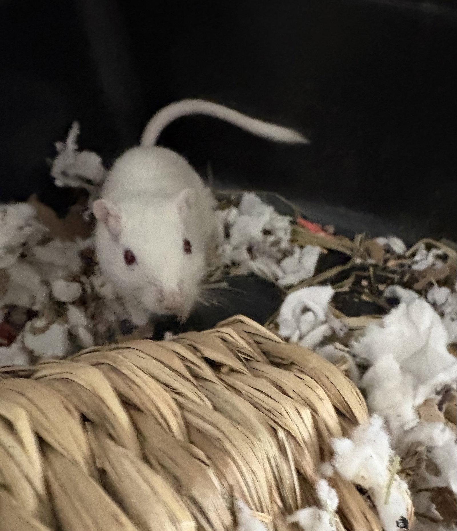 Frosty and Fiona, Adoptable, Young Female Gerbil.