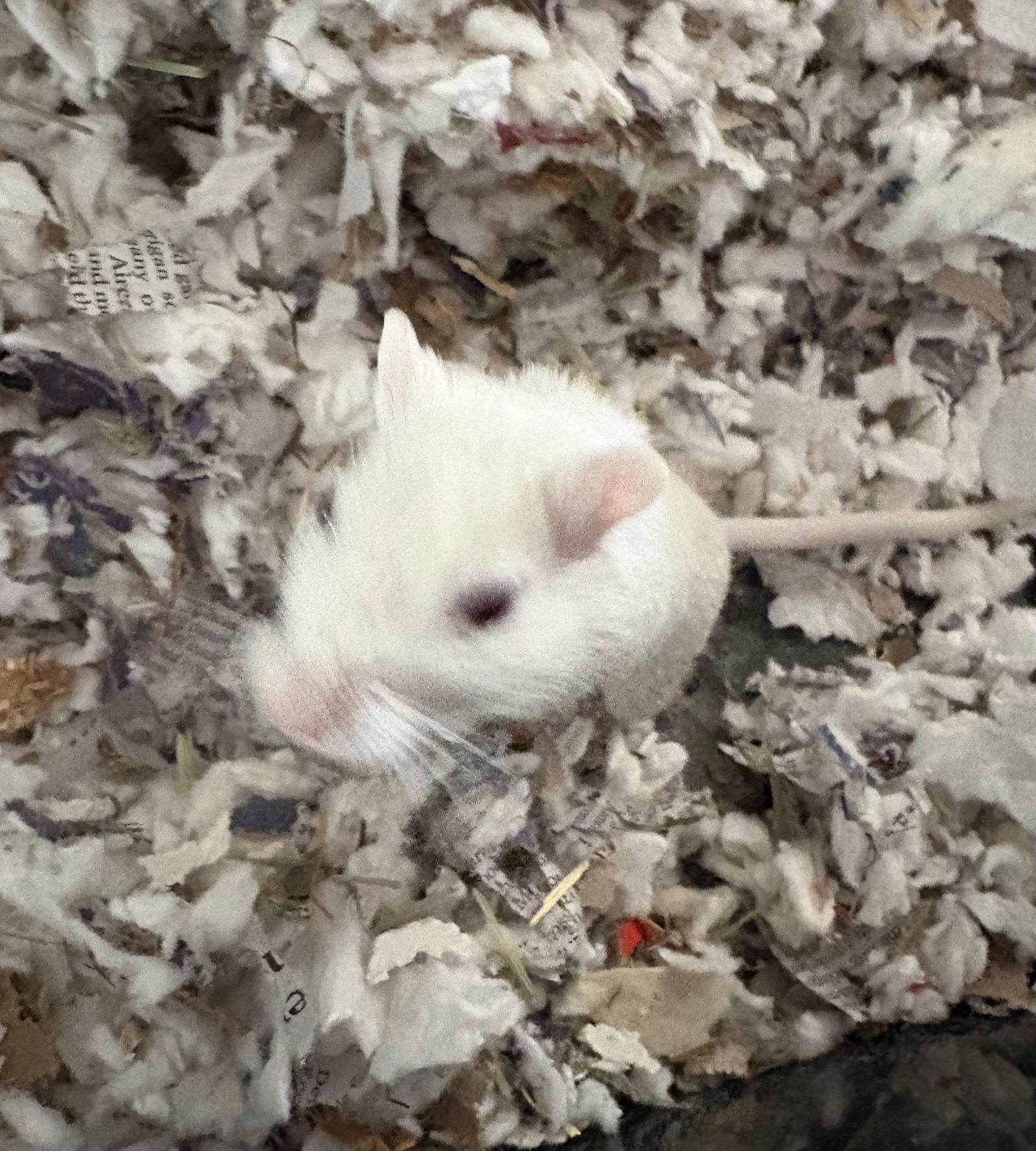 Enlarge Frosty and Fiona, a Adoptable Gerbil in Aurora, IL image 2/3