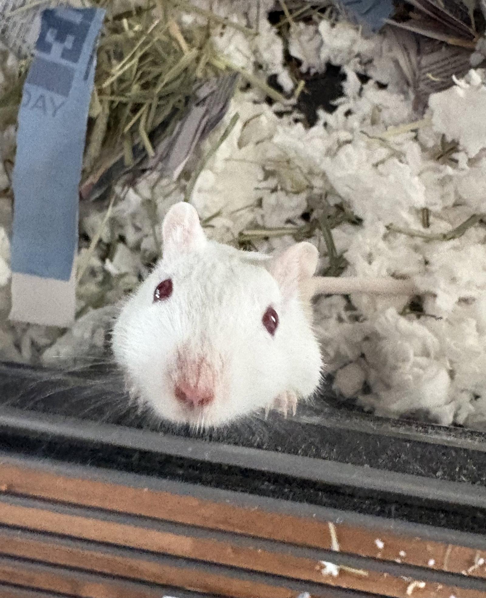 Enlarge Frosty and Fiona, a Adoptable Gerbil in Aurora, IL image 3/3