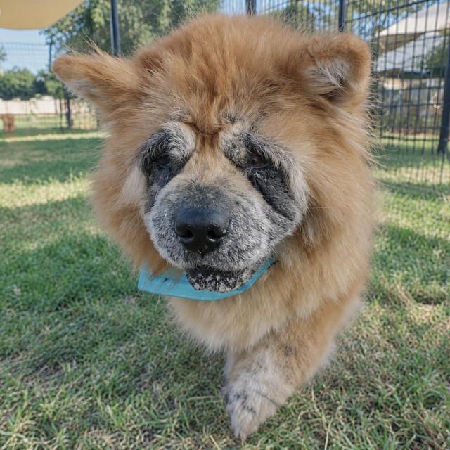 Enlarge LUCY, a Adoptable Chow Chow in San Antonio, TX image 1/1