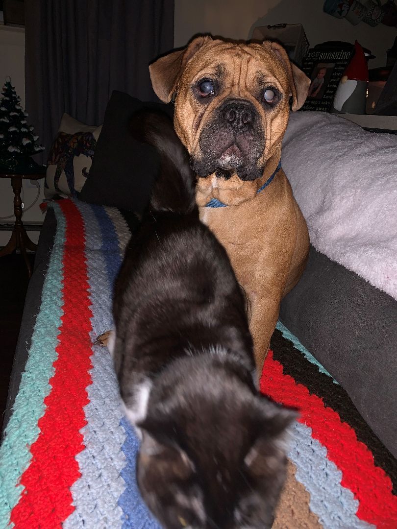 Finn, Adopted, Young Male English Bulldog & Boxer.