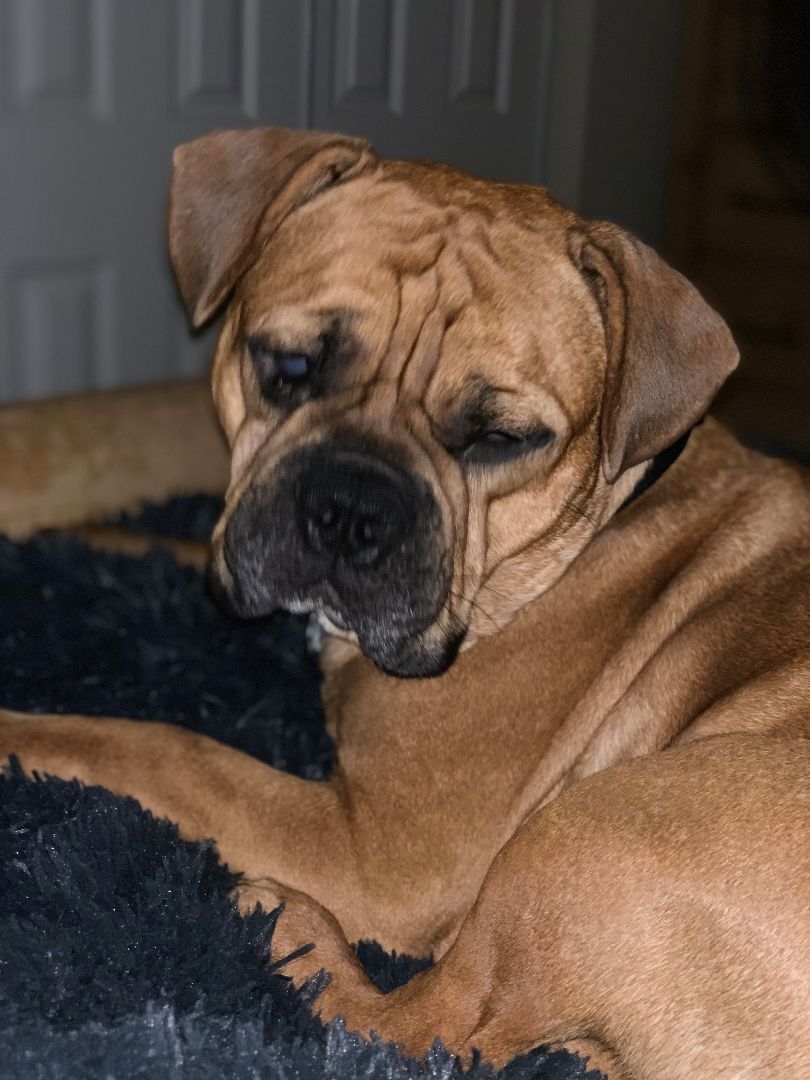 Finn, a Adopted mixed breed in Belmar, NJ image 2/6