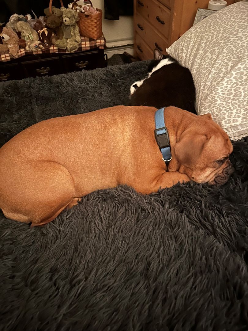 Finn, a Adopted mixed breed in Belmar, NJ image 3/6