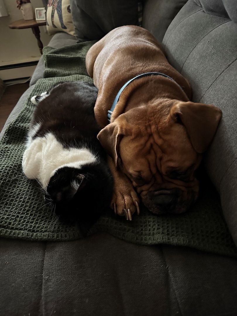 Finn, a Adopted mixed breed in Belmar, NJ image 4/6