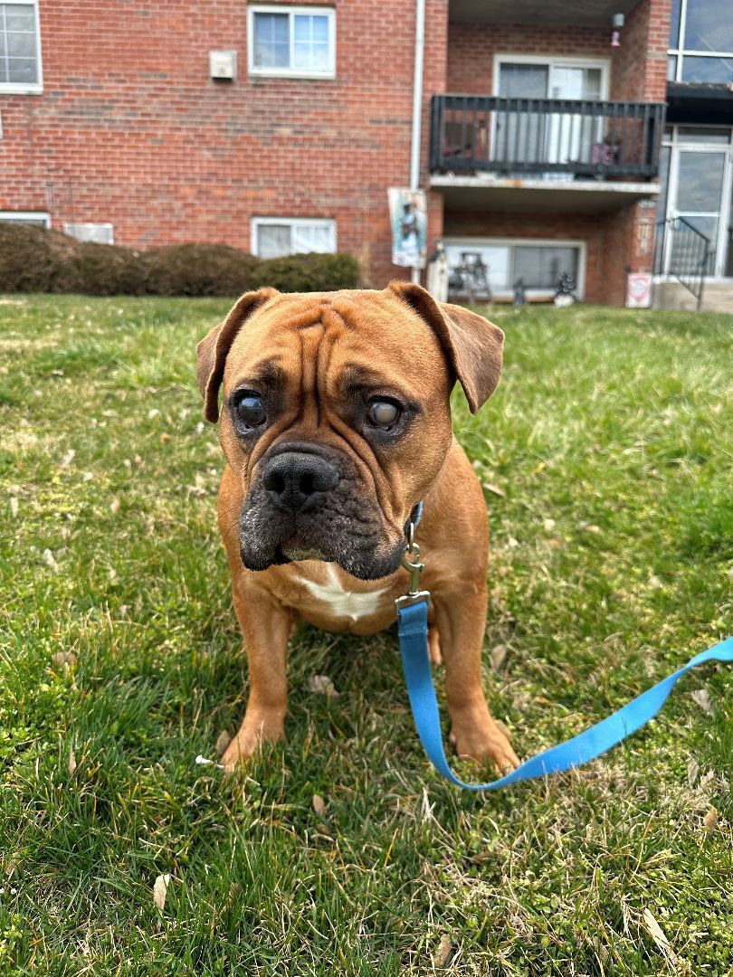 Finn, a Adopted mixed breed in Belmar, NJ image 5/6