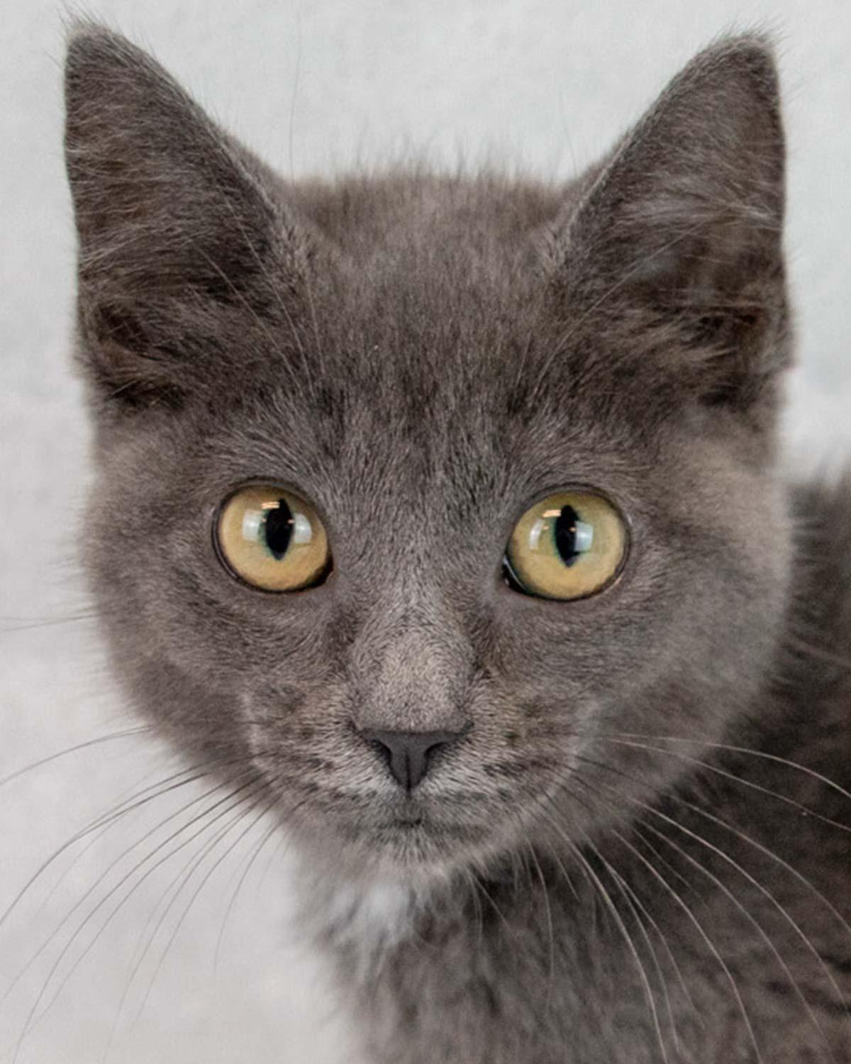Gina, a ADOPTABLE Domestic Short Hair in Kennesaw, GA image 1/6