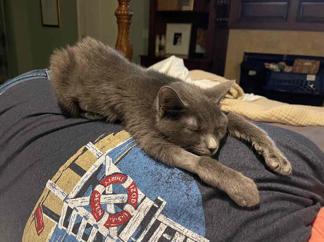 Gina, a ADOPTABLE Domestic Short Hair in Kennesaw, GA image 3/6
