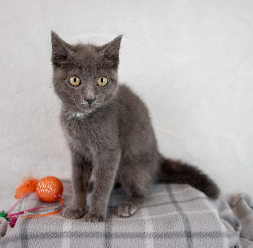 Gina, a ADOPTABLE Domestic Short Hair in Kennesaw, GA image 6/6