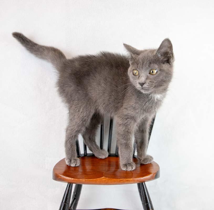 Gina, a ADOPTABLE Domestic Short Hair in Kennesaw, GA image 4/6