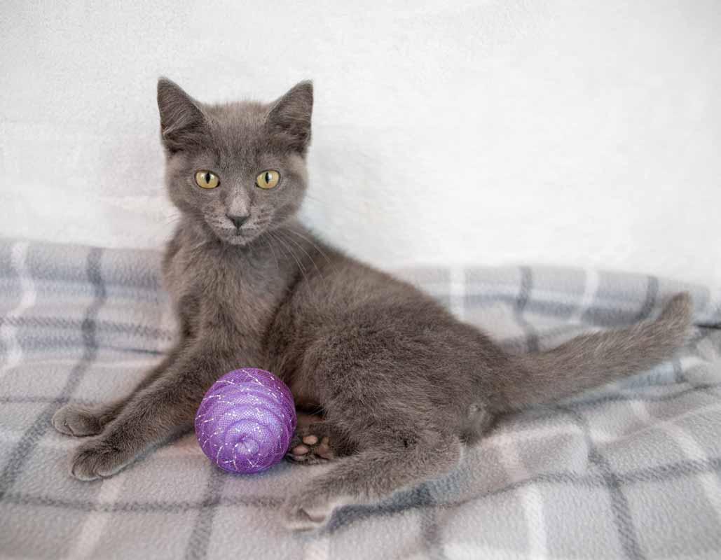 Gina, a ADOPTABLE Domestic Short Hair in Kennesaw, GA image 2/6
