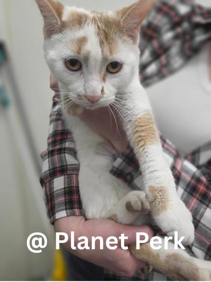 Enlarge Gingerbread - the sweetest treat of the season!, a ADOPTABLE Domestic Short Hair in Oshkosh, WI image 1/1