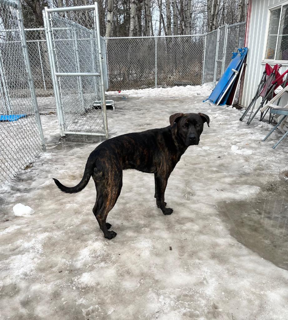 Enlarge Zane, a Adopted mixed breed in Virginia, MN image 3/4