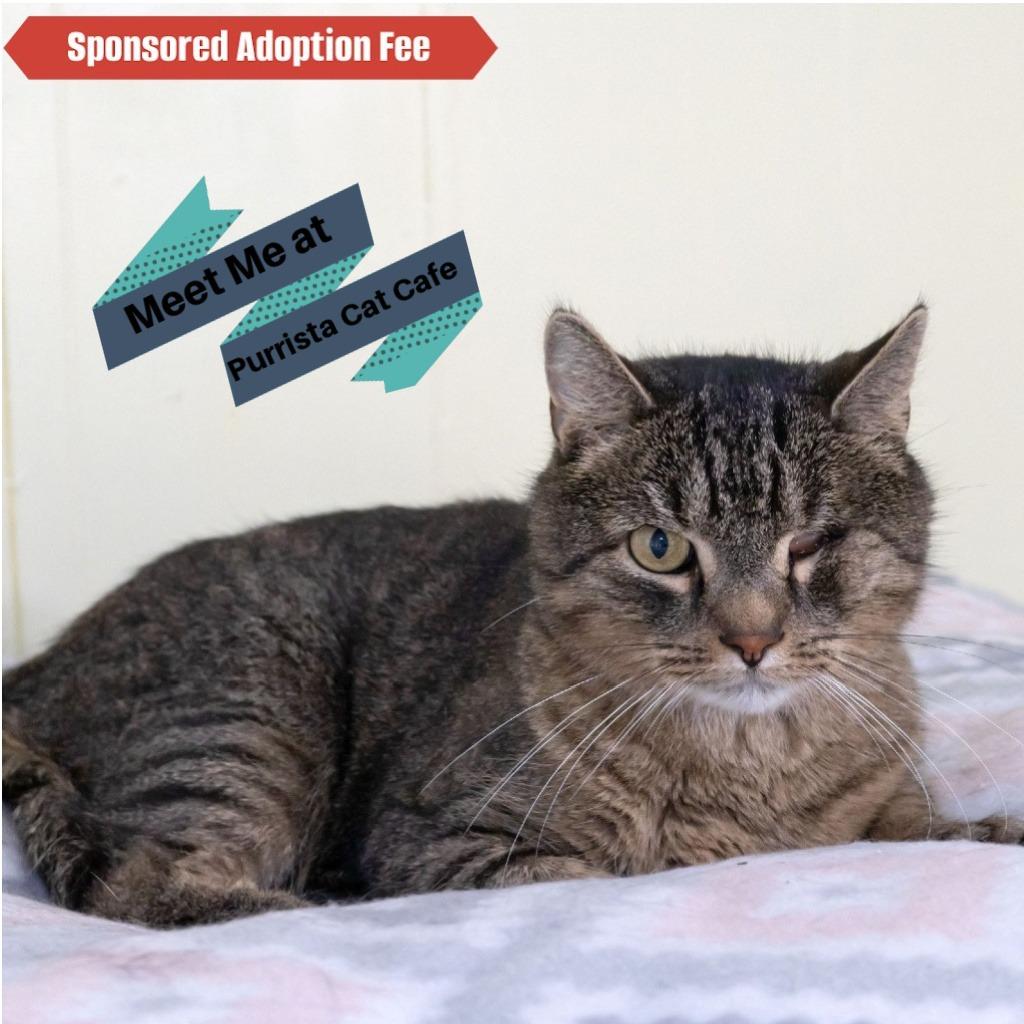 Xander, a Adoptable Domestic Short Hair in McKean, PA image 1/6