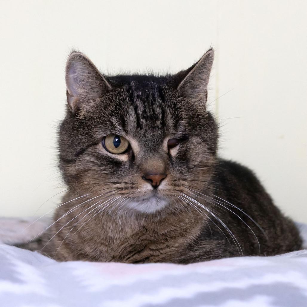 Xander, a Adoptable Domestic Short Hair in McKean, PA image 2/6