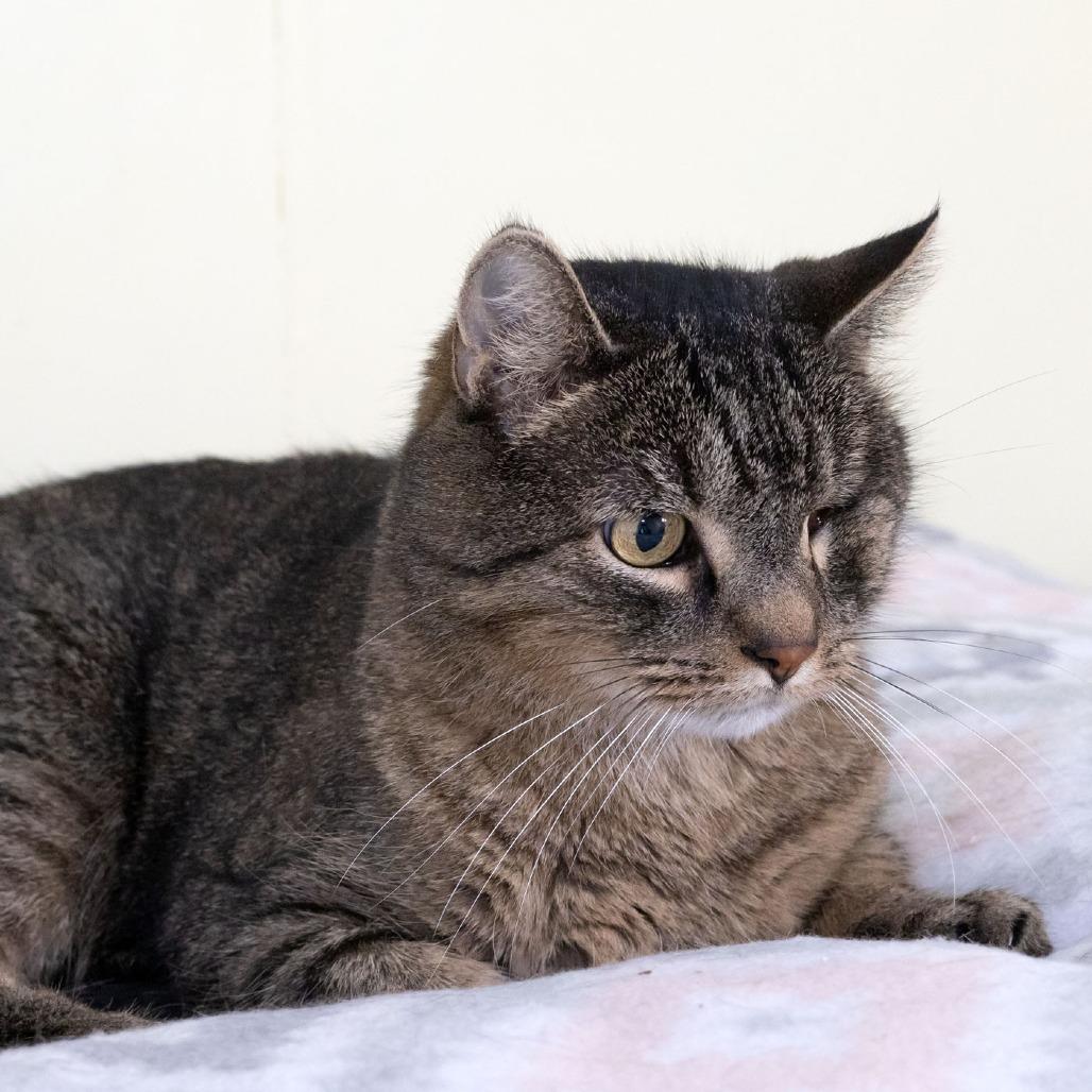Xander, a Adoptable Domestic Short Hair in McKean, PA image 3/6