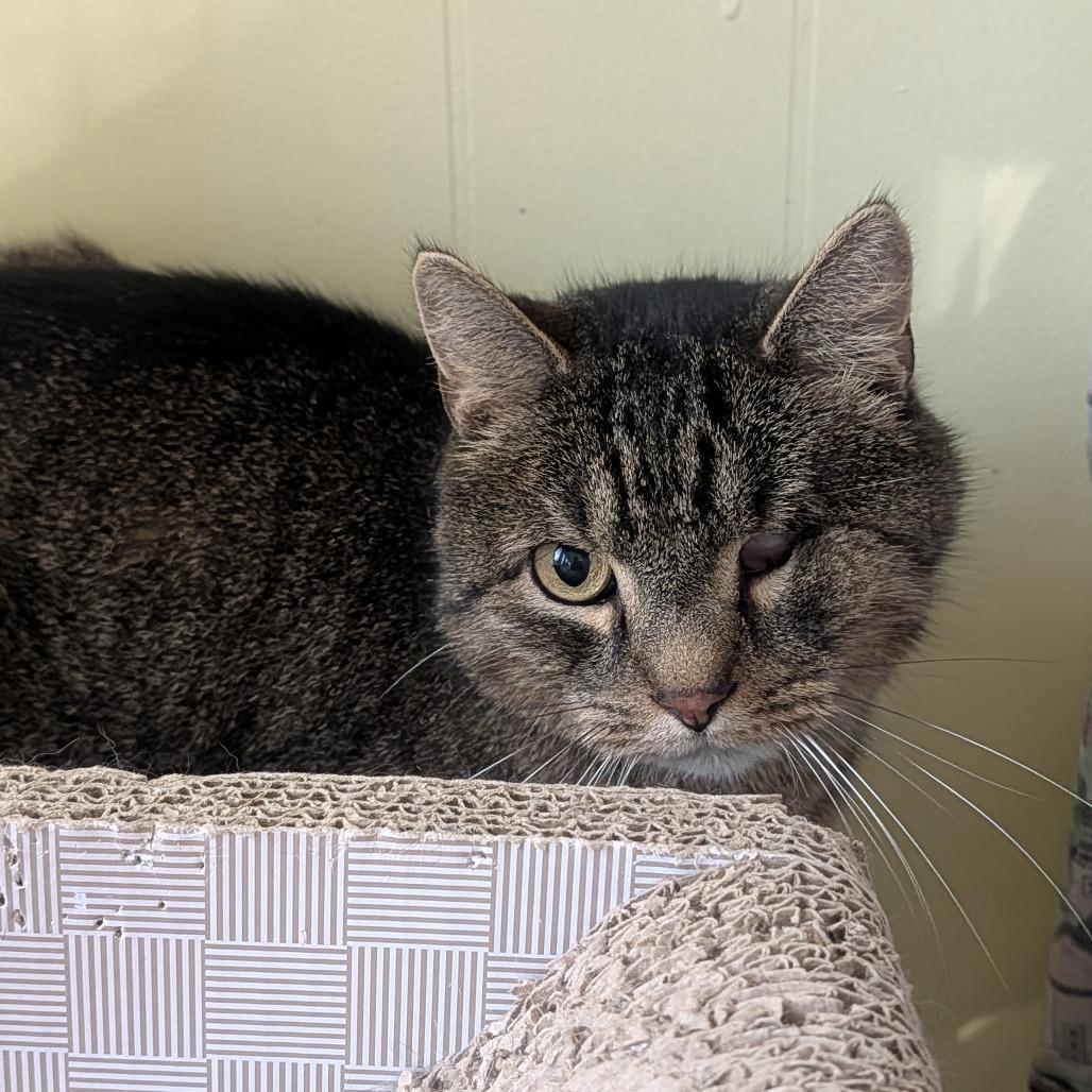 Xander, a Adoptable Domestic Short Hair in McKean, PA image 4/6