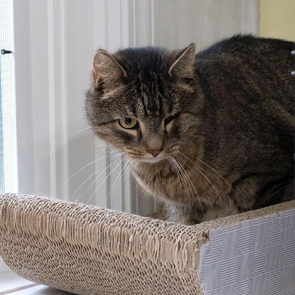 Xander, a Adoptable Domestic Short Hair in McKean, PA image 5/6