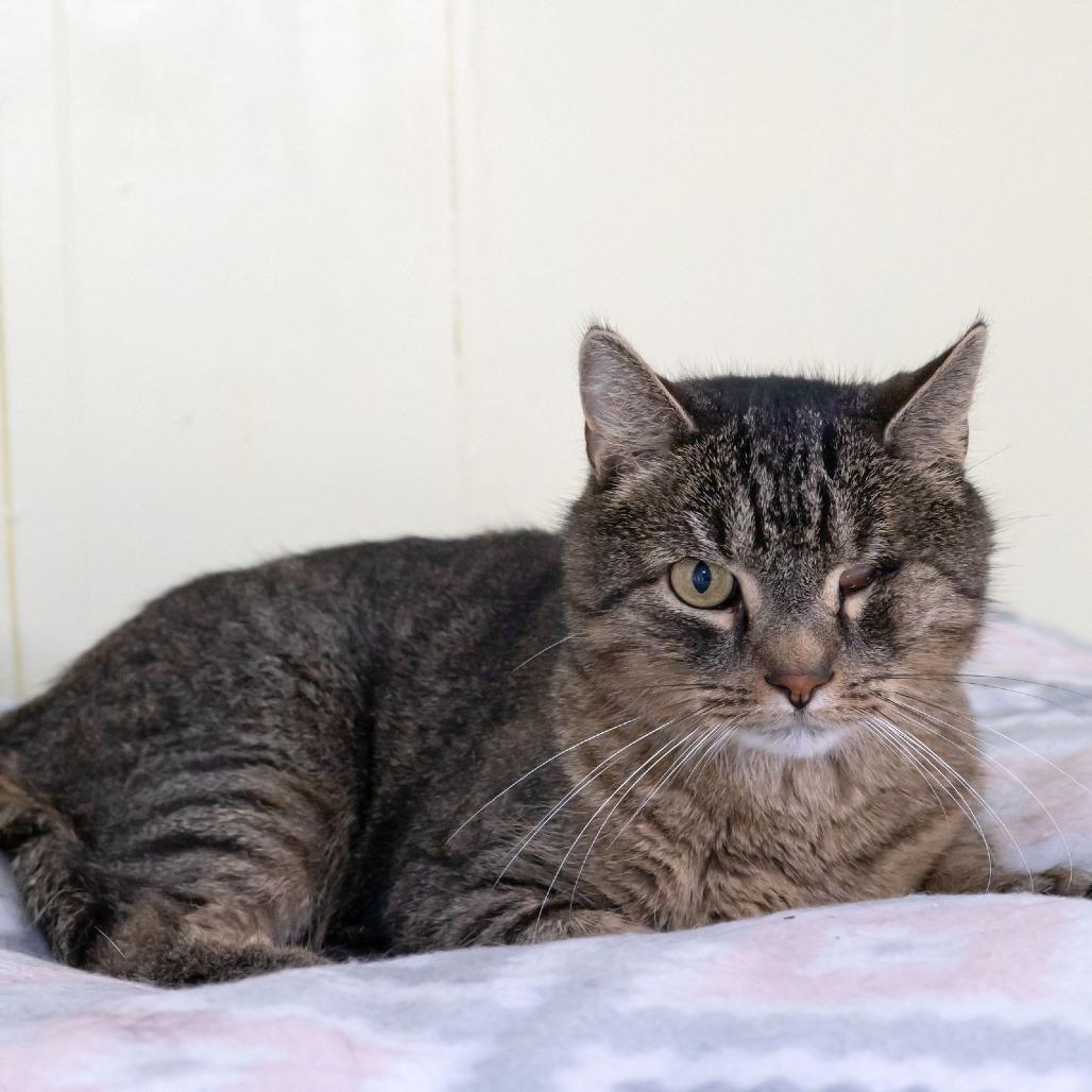 Xander, a Adoptable Domestic Short Hair in McKean, PA image 6/6