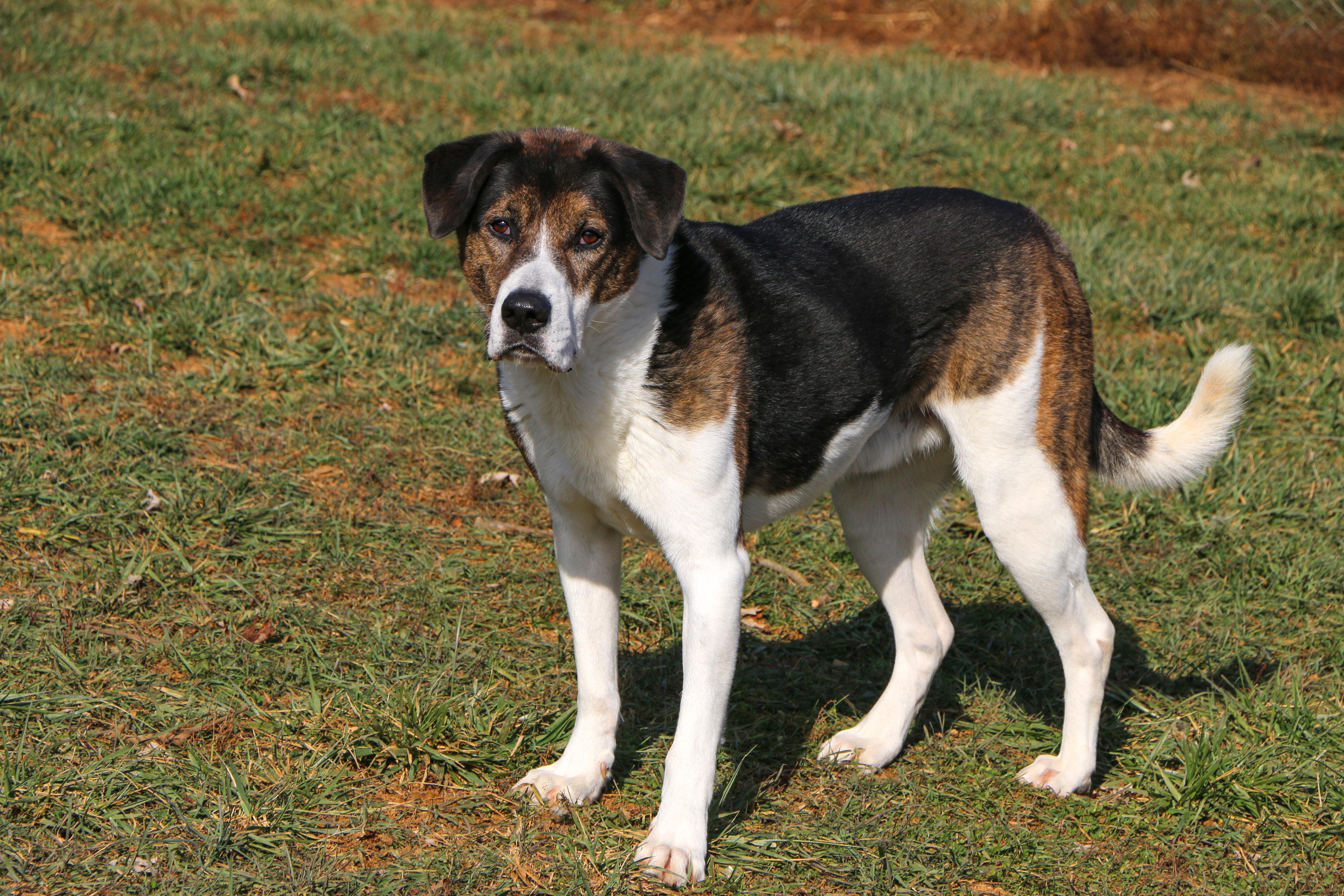 Timmy, Adoptable, Adult Male Border Collie.