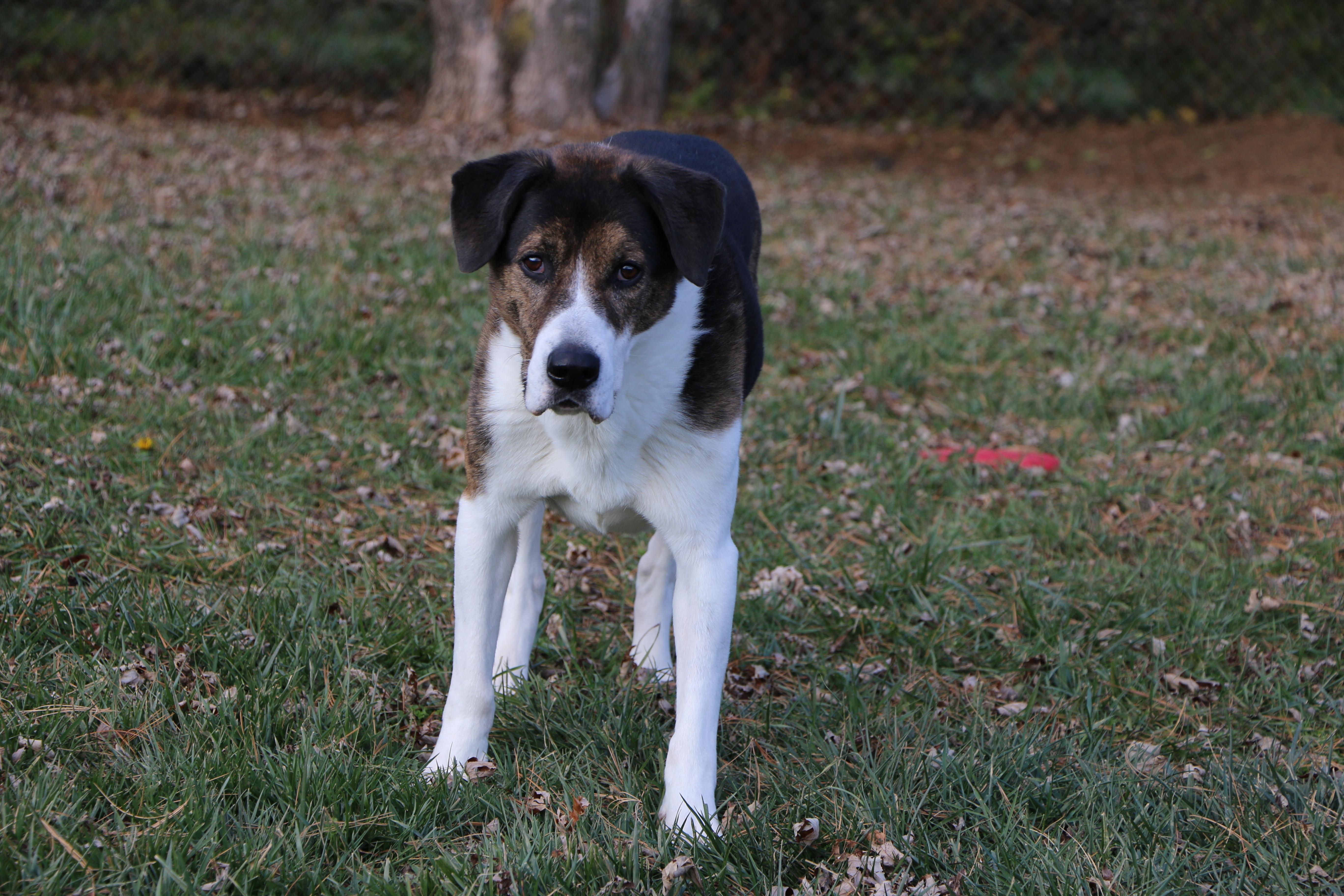 Timmy, a Adoptable mixed breed in Charles Town, WV image 3/4