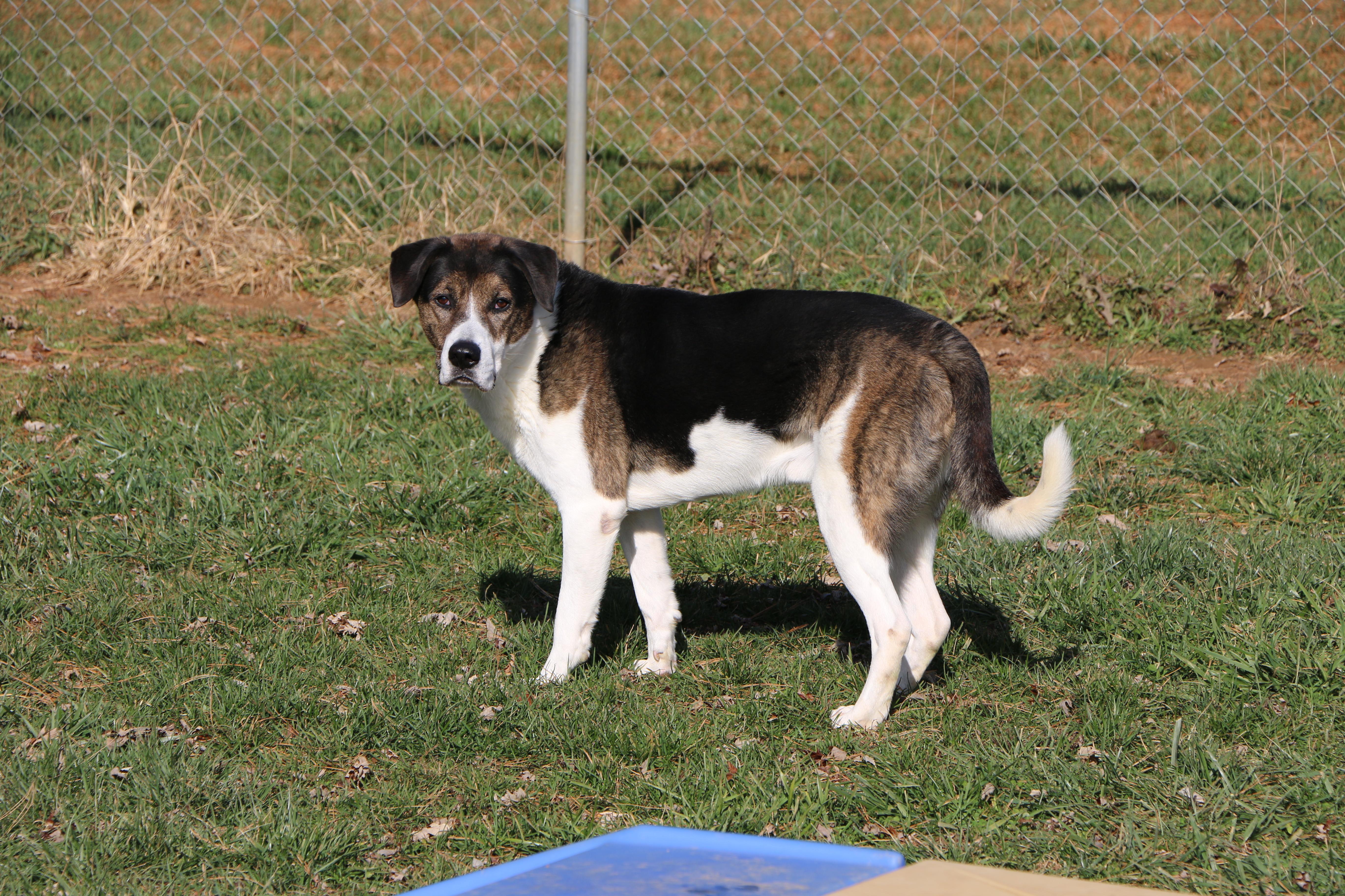 Timmy, a Adoptable mixed breed in Charles Town, WV image 1/4