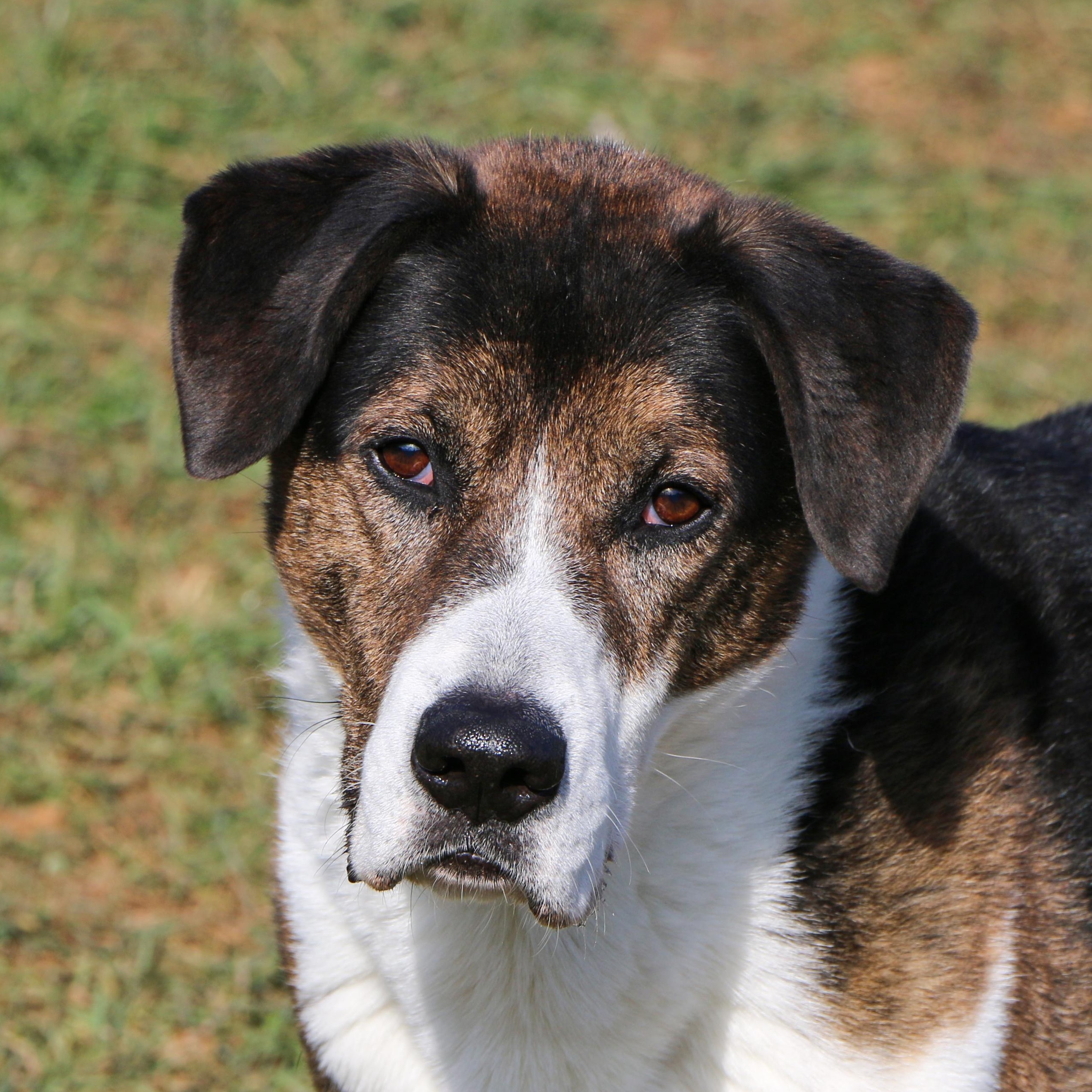 Timmy, a Adoptable mixed breed in Charles Town, WV image 2/4