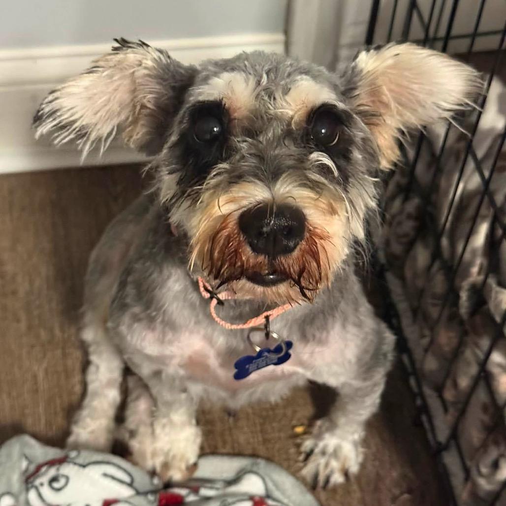 Enlarge Sheila, a Adoptable Miniature Schnauzer in St. Charles, IL image 1/6