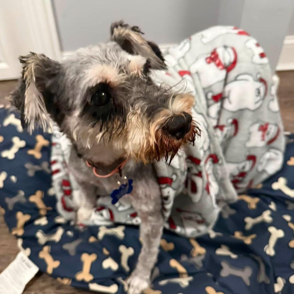 Enlarge Sheila, a Adoptable Miniature Schnauzer in St. Charles, IL image 2/6