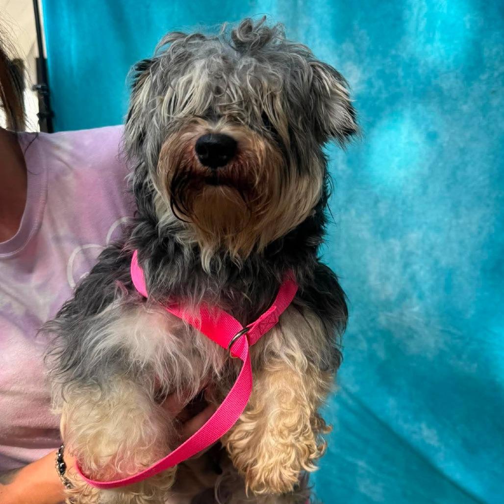 Enlarge Sheila, a Adoptable Miniature Schnauzer in St. Charles, IL image 3/6