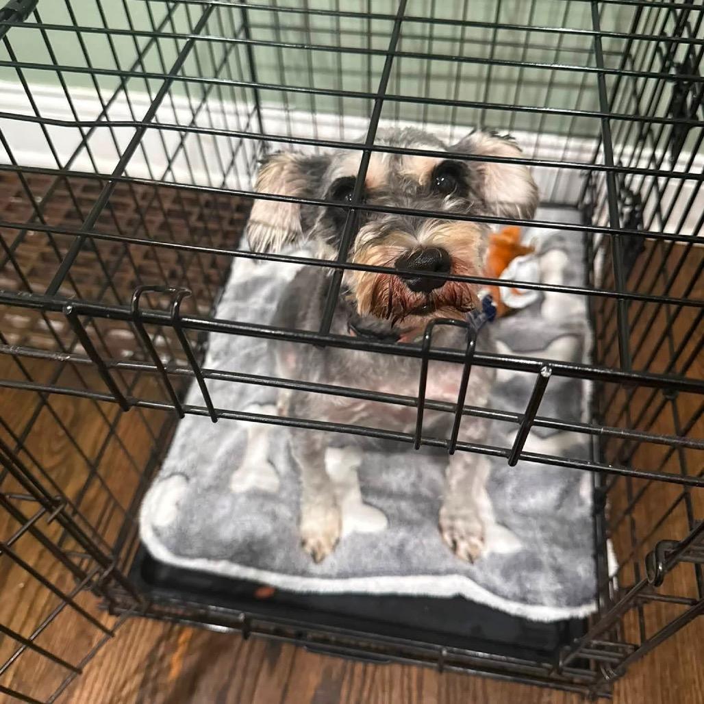 Enlarge Sheila, a Adoptable Miniature Schnauzer in St. Charles, IL image 4/6
