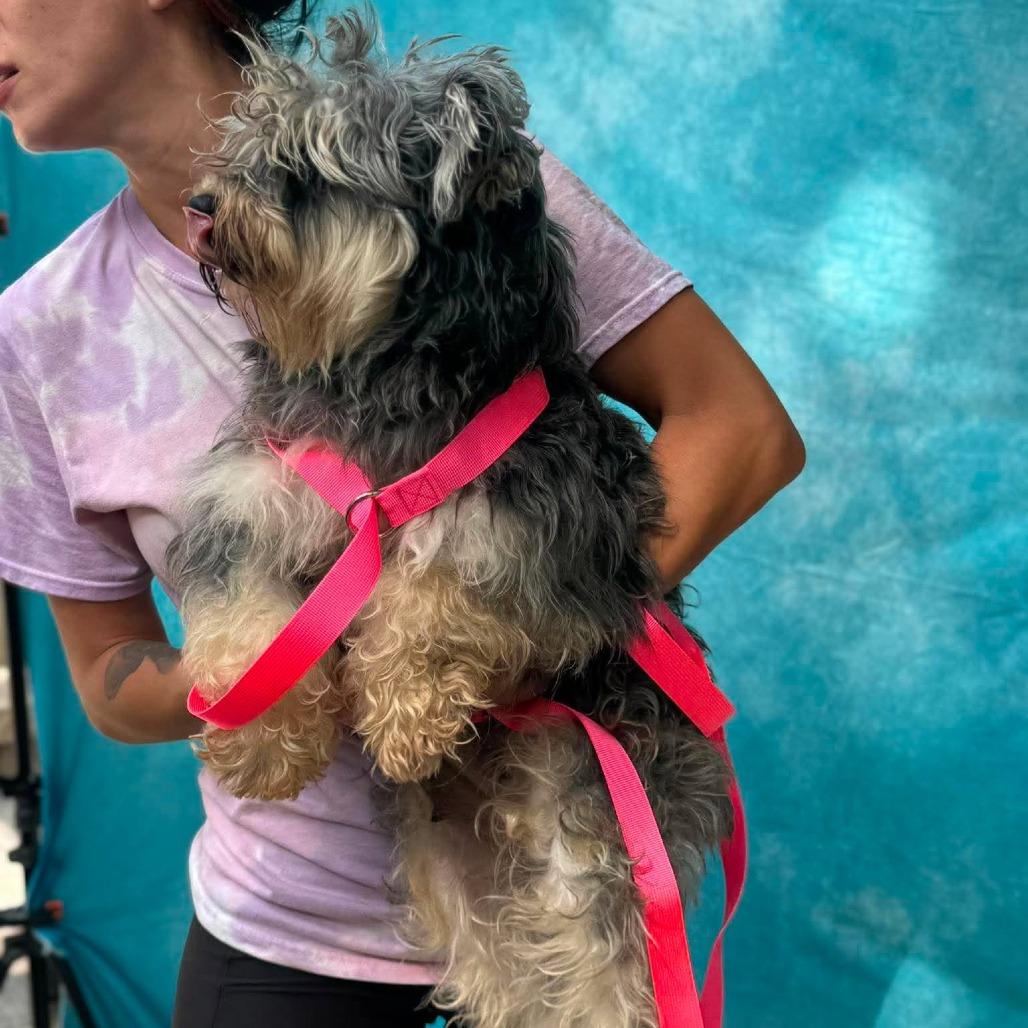 Enlarge Sheila, a Adoptable Miniature Schnauzer in St. Charles, IL image 5/6
