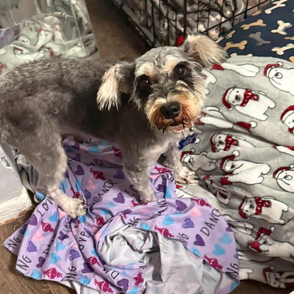 Enlarge Sheila, a Adoptable Miniature Schnauzer in St. Charles, IL image 6/6
