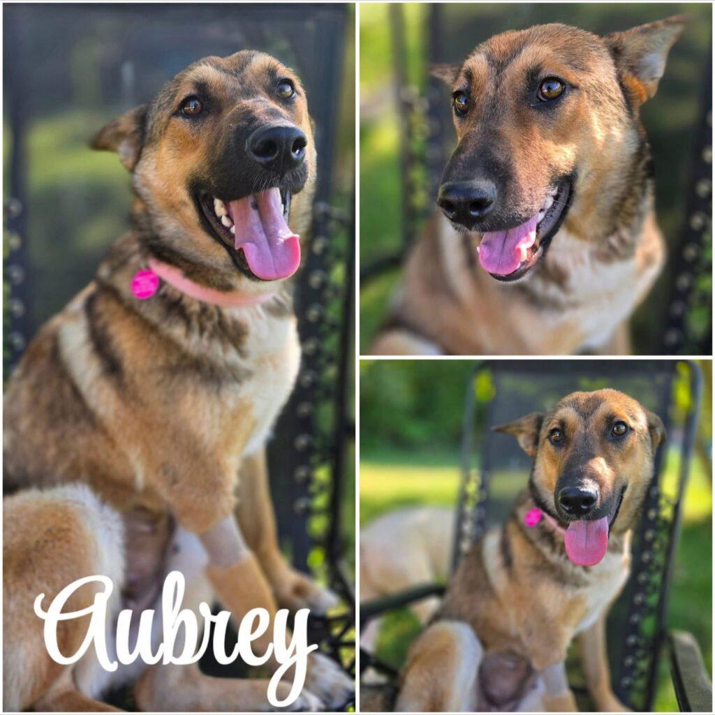 Aubrey, a ADOPTABLE mixed breed in Red Hook, NY image 1/4