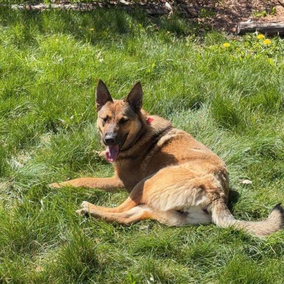 Aubrey, a ADOPTABLE mixed breed in Red Hook, NY image 3/4