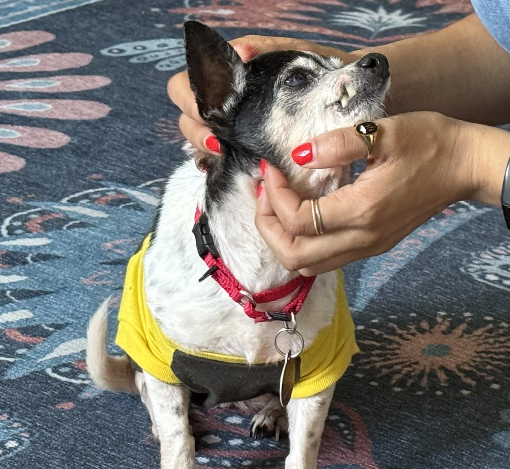 Enlarge Pixie, a Adoptable mixed breed in Brooklyn, NY image 4/6