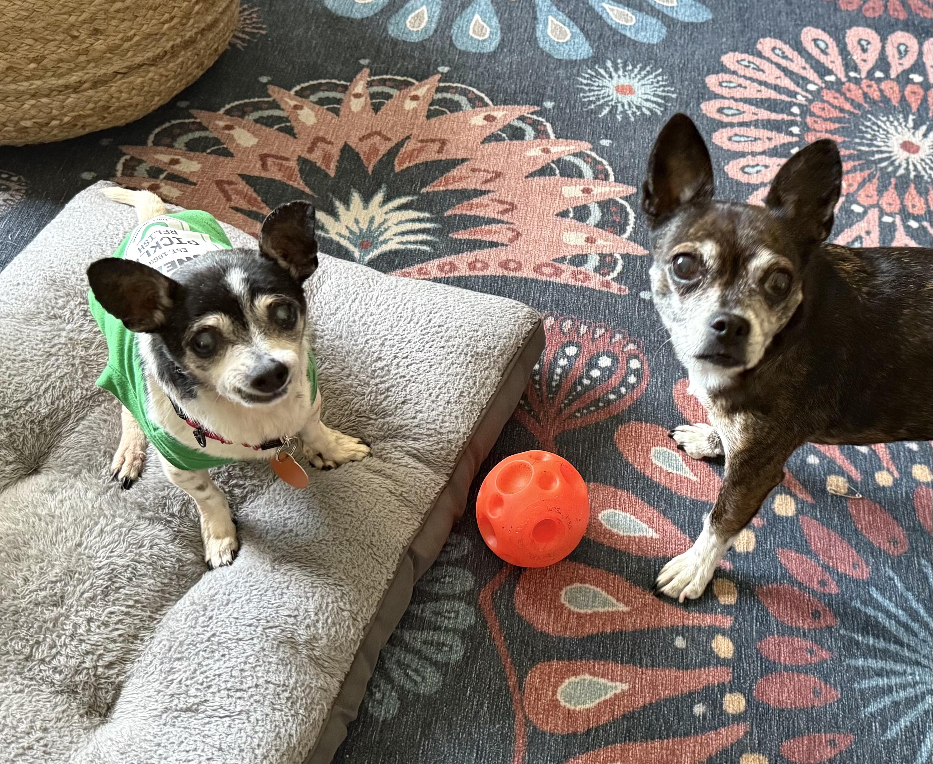 Enlarge Pixie, a Adoptable mixed breed in Brooklyn, NY image 6/6