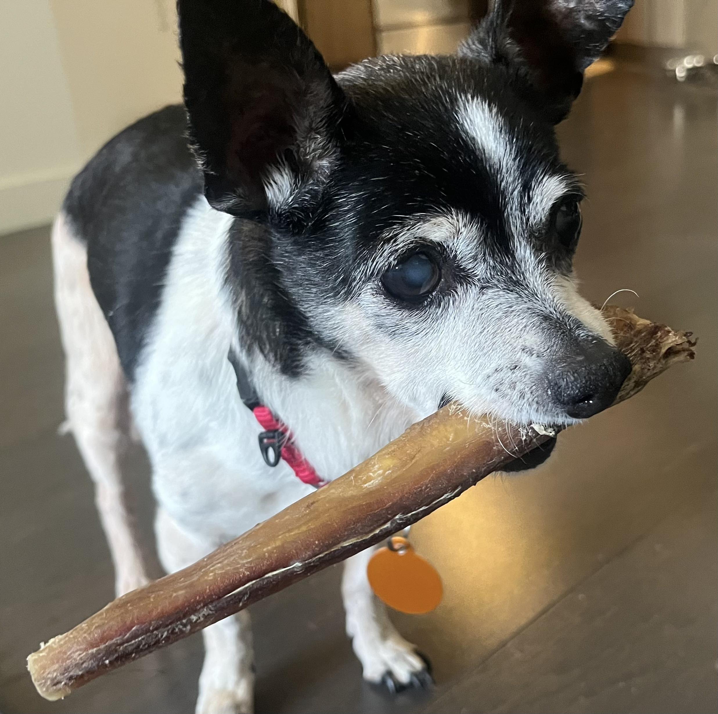 Pixie, Adoptable, Senior Female Chihuahua.