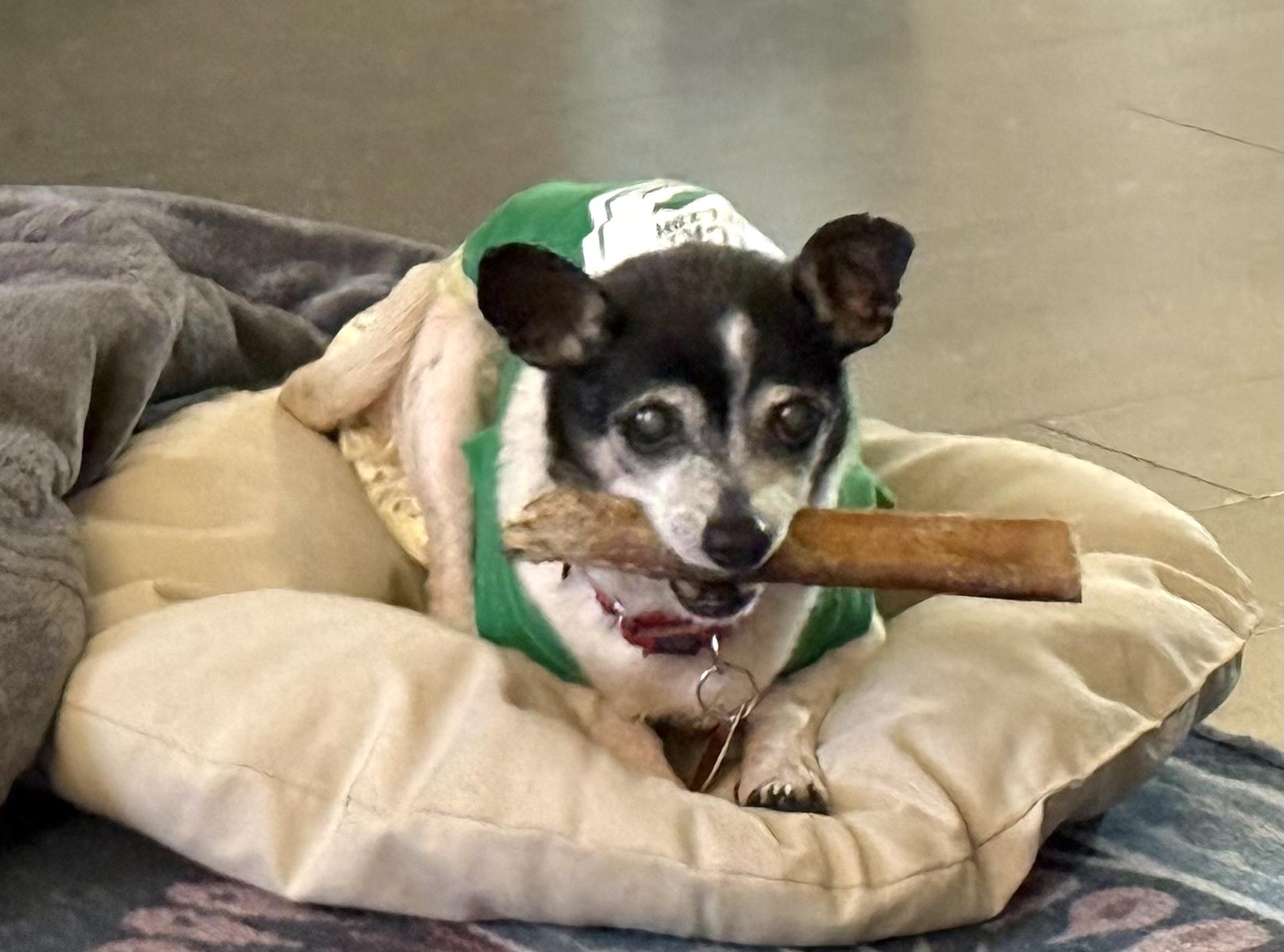 Enlarge Pixie, a Adoptable mixed breed in Brooklyn, NY image 5/6