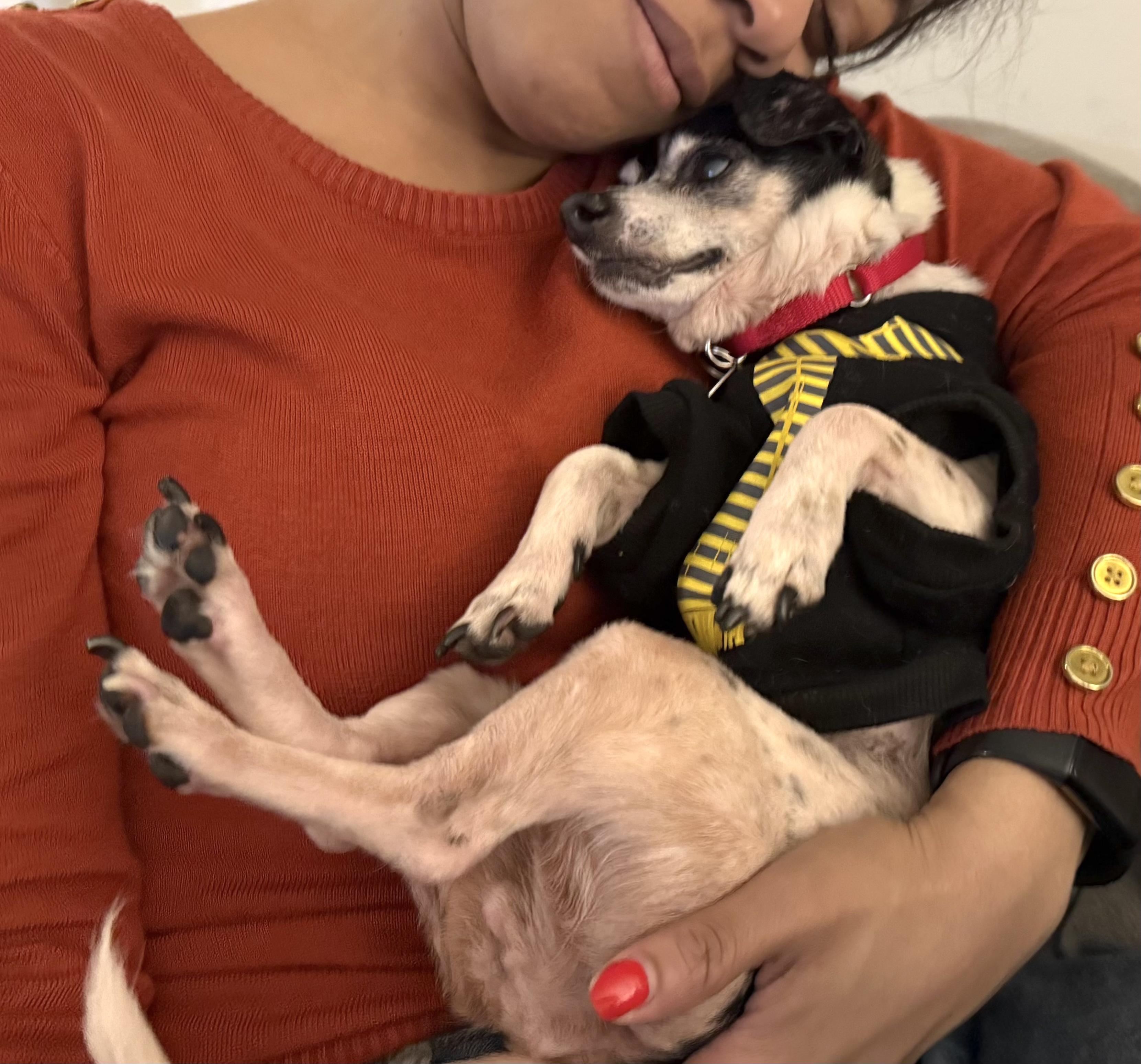 Enlarge Pixie, a Adoptable mixed breed in Brooklyn, NY image 3/6