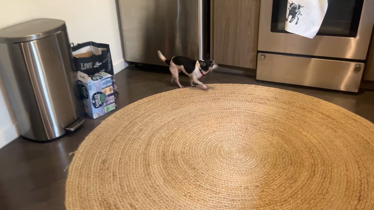 Enlarge Pixie, a Adoptable mixed breed in Brooklyn, NY video 2/6
