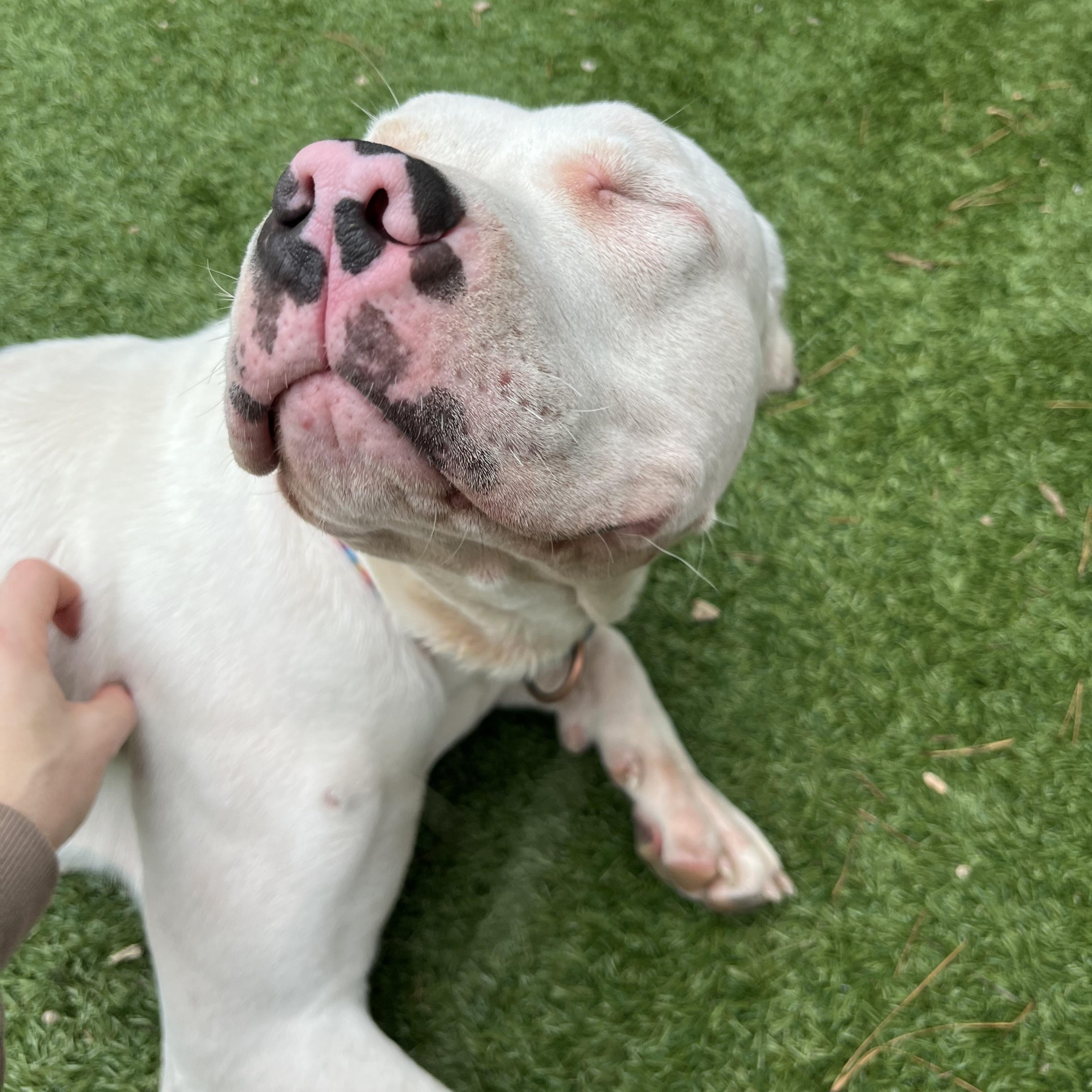 Enlarge Cheesy Potato, an adopted American Bully in Salisbury, NC image 6/6