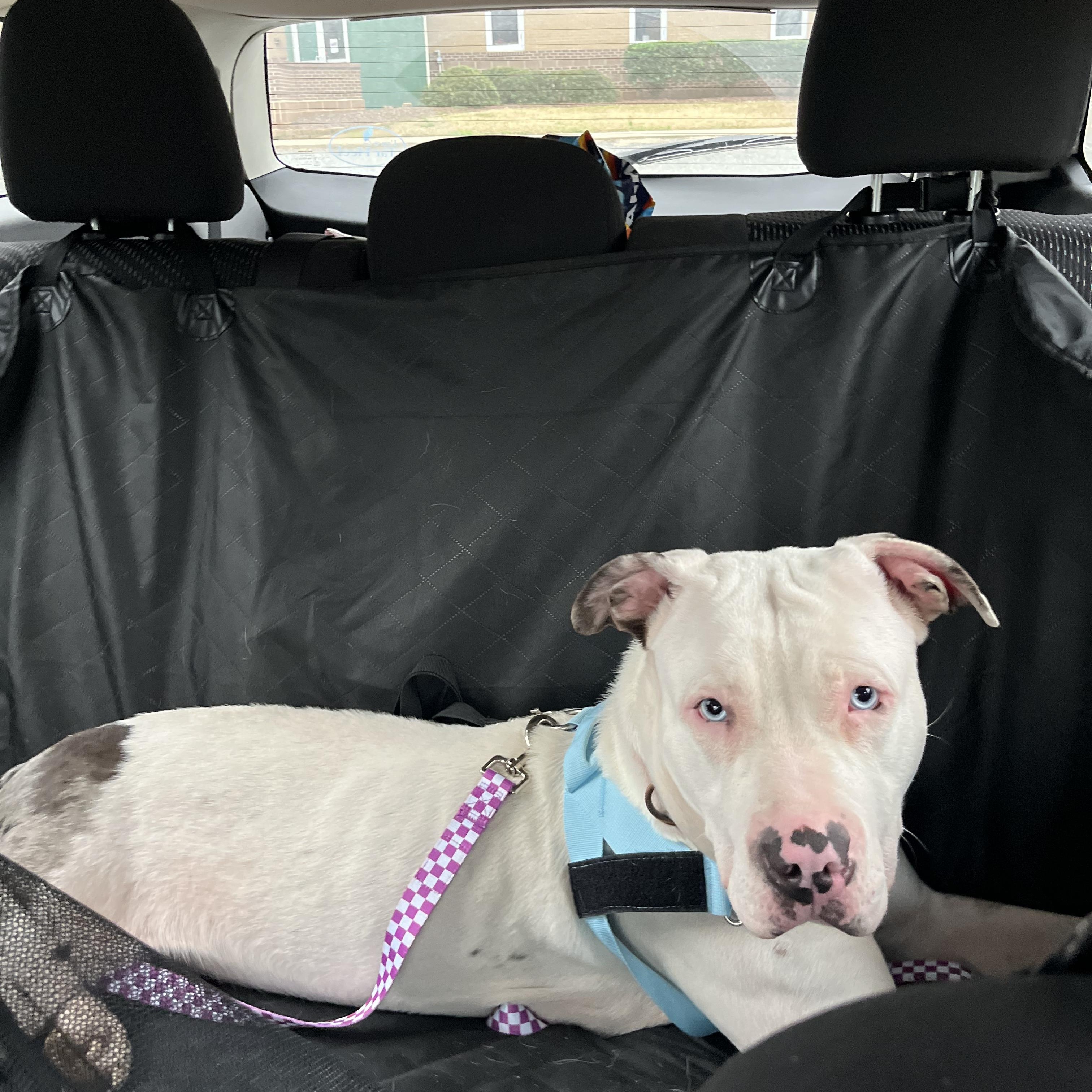 Enlarge Cheesy Potato, an adopted American Bully in Salisbury, NC image 5/6