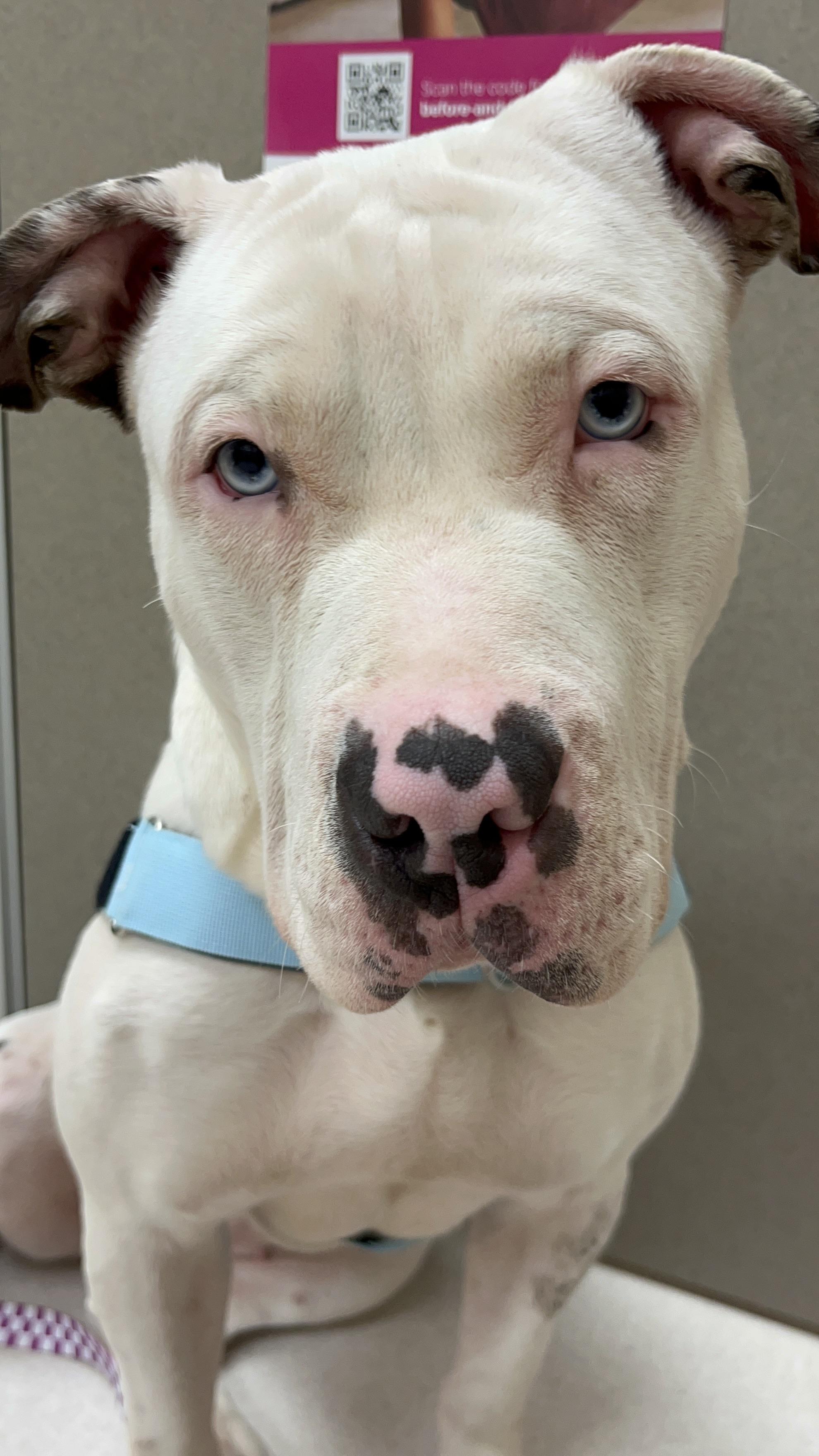 Enlarge Cheesy Potato, an adopted American Bully in Salisbury, NC image 2/6