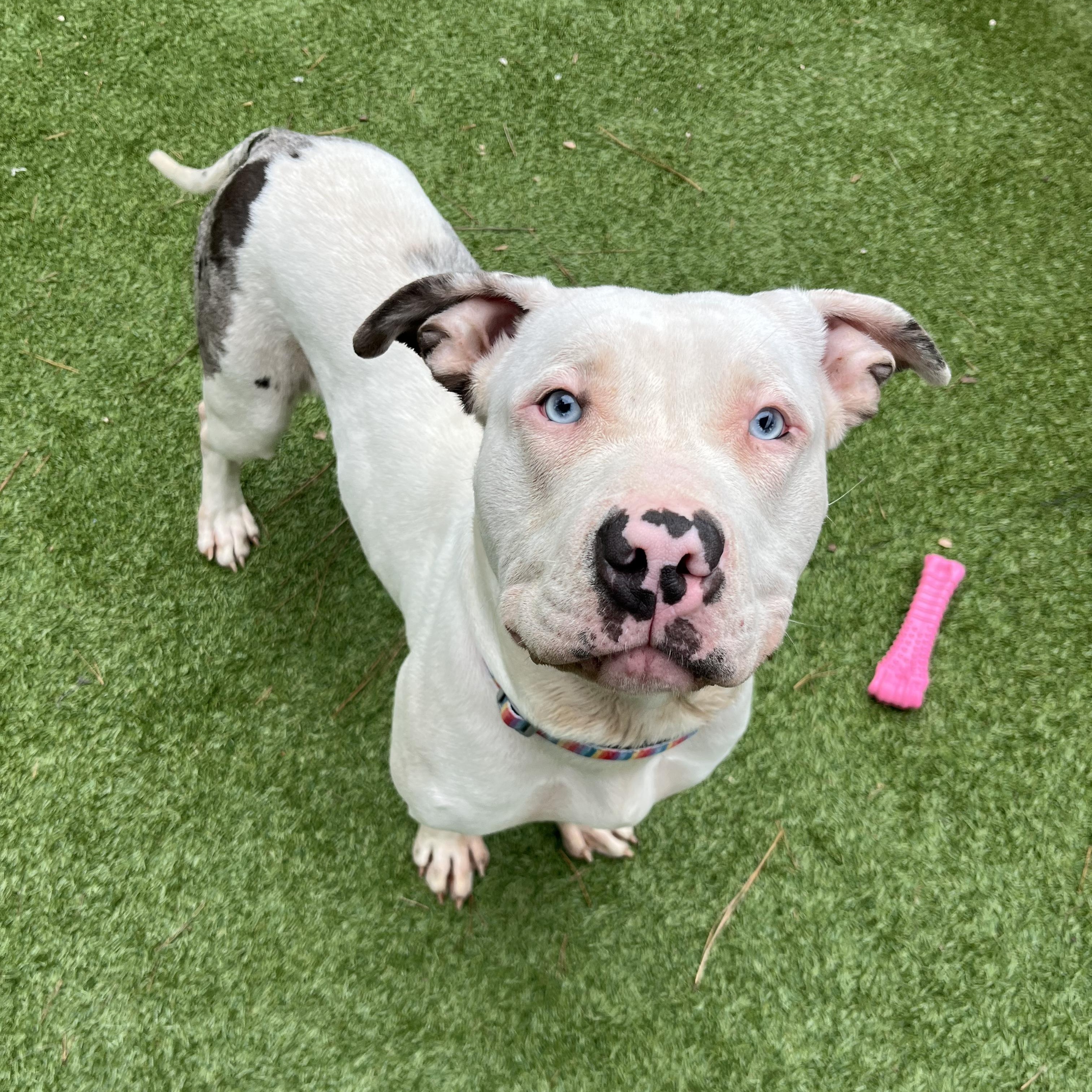 Cheesy Potato, adopted, Young Female American Bully.