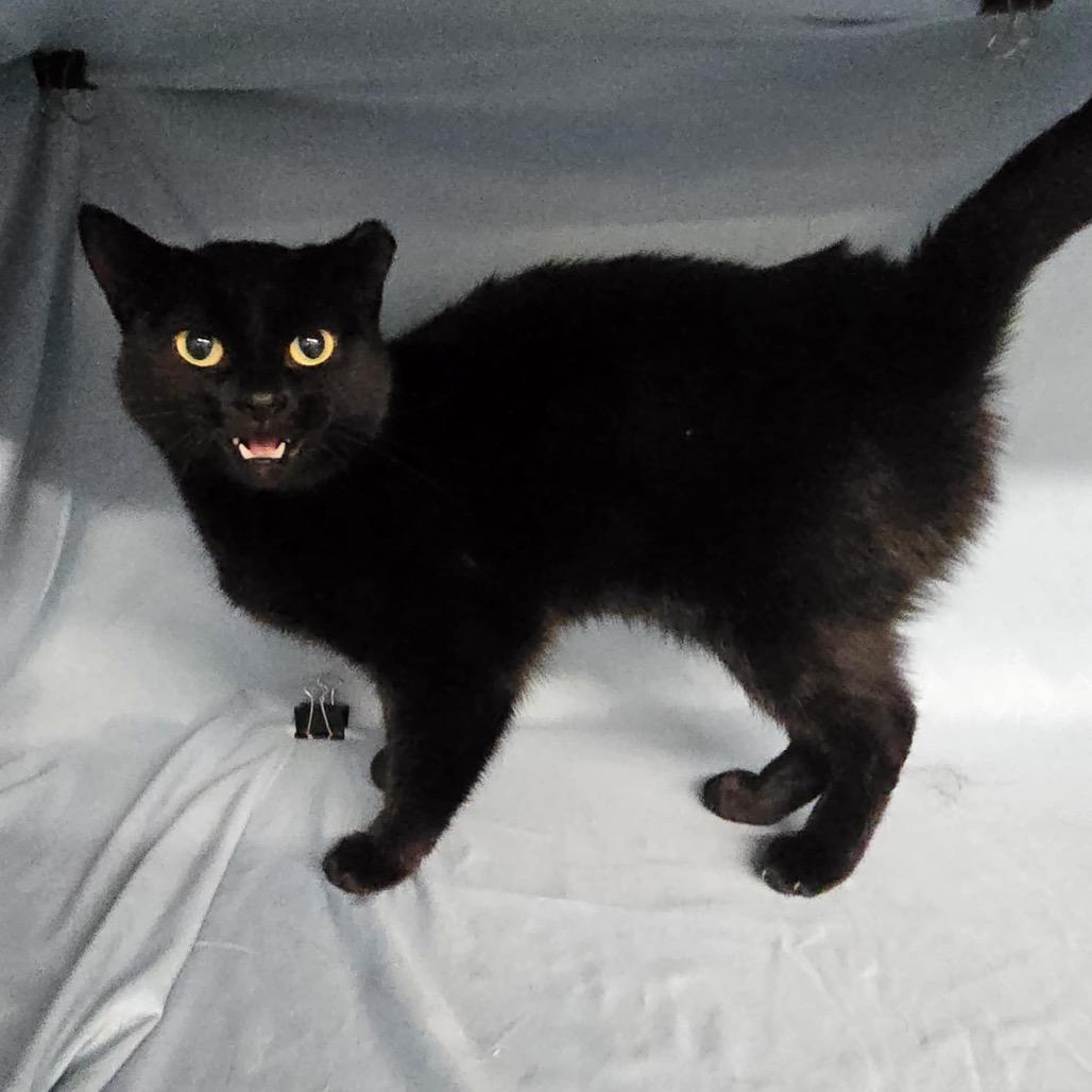 Annie Bannani 55531, a Adoptable Domestic Short Hair in Lansing, MI image 1/5