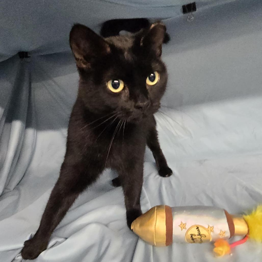 Annie Bannani 55531, a Adoptable Domestic Short Hair in Lansing, MI image 2/5