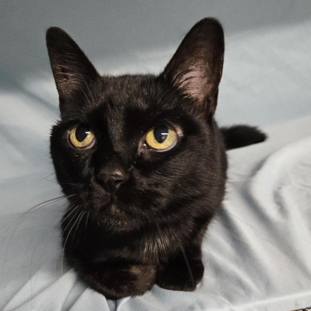 Annie Bannani 55531, a Adoptable Domestic Short Hair in Lansing, MI image 3/5