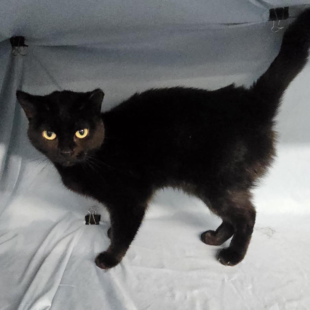 Annie Bannani 55531, a Adoptable Domestic Short Hair in Lansing, MI image 4/5