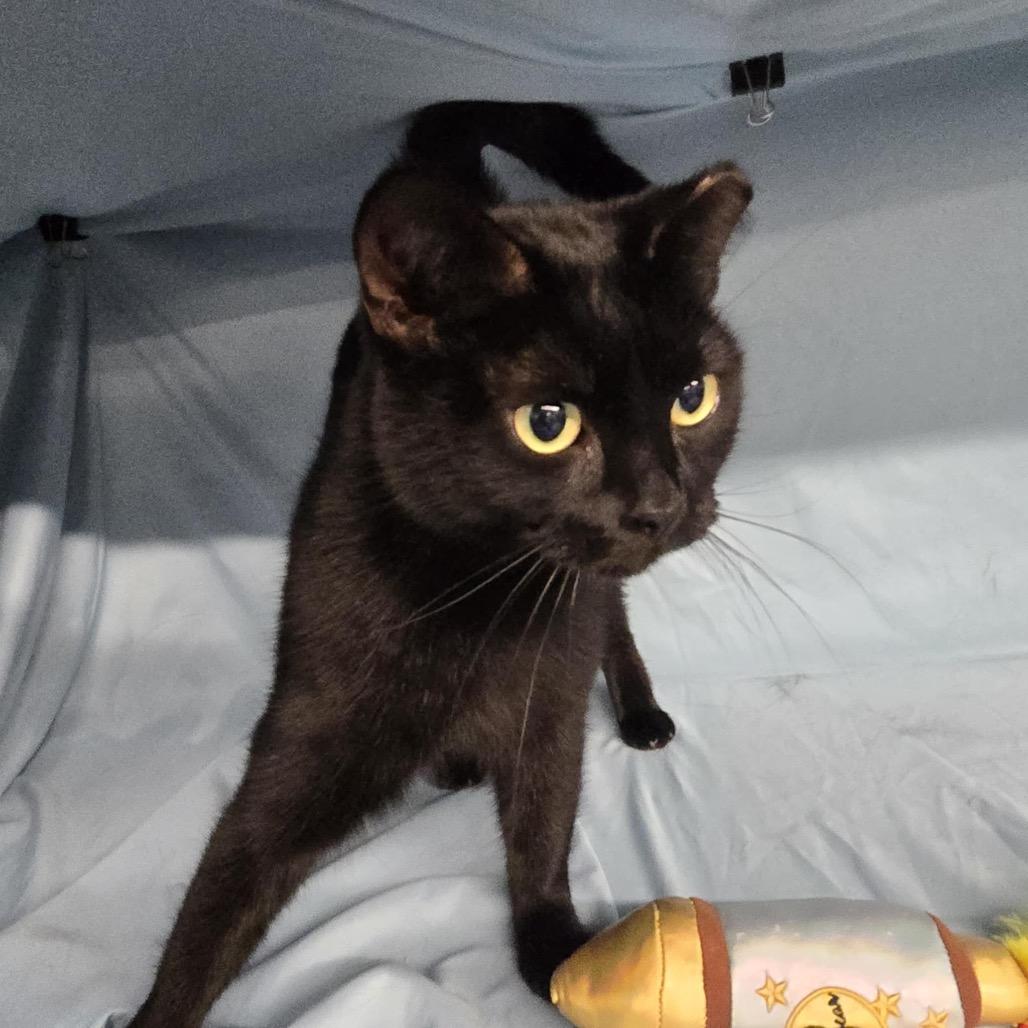 Annie Bannani 55531, a Adoptable Domestic Short Hair in Lansing, MI image 5/5